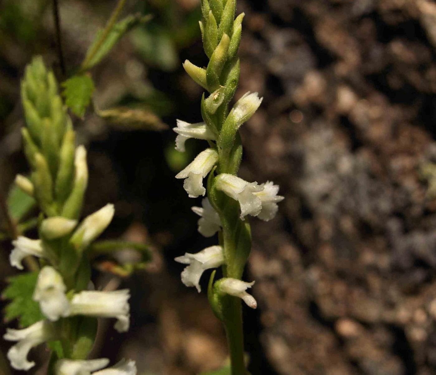 Lady's Tresses, Summer flower